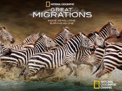Didžiosios migracijos / National Geographic: Great Migrations (2010)