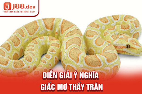 Diễn giải ý nghĩa giấc mơ thấy trăn Diễn giải ý nghĩa giấc mơ thấy trăn